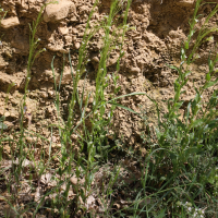 Arabis planisiliqua (Arabette à fruits plats, Arabette des bois)