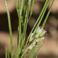 arabis_planisiliqua2md