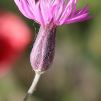 crupina_crupinastrum3md (Crupina crupinastrum)