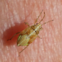 harpocera_thoracica_juv1md