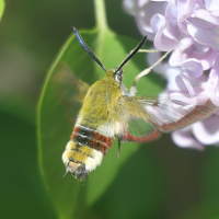 hemaris_fuciformis6md