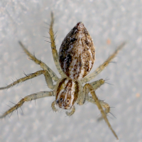 Oxyopes mediterraneus (Araignée-lynx)