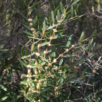 Phillyrea angustifolia (Filaire)