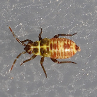 rhabdomiris_striatellus_juv4md