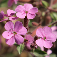 saponaria_ocymoides6md