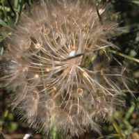 tragopogon_porrifolius7md