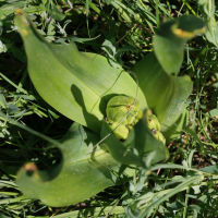 colchicum_autumnale6md (Colchicum autumnale)