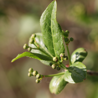 euonymus_europaeus9md