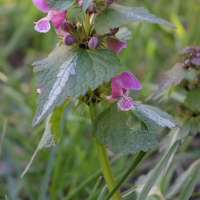 Lamium maculatum (Lamier tacheté, Lamier taché, Lamier à feuilles panachées)