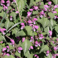 lamium_maculatum9md