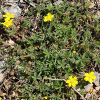 potentilla_heptaphylla2md