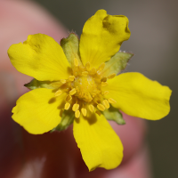 potentilla_heptaphylla3md