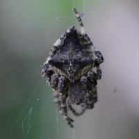 Araneidae = Argiopidae angulatus (Épeire angulaire, Épeire anguleuse)