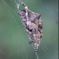 araneus_angulatus2md