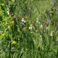 Lathyrus pannonicus (Gesse de Pannonie)