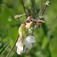lathyrus_pannonicus2md