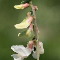 lathyrus_pannonicus3md