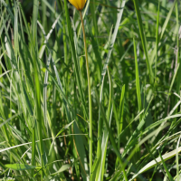 Tulipa sylvestris ssp. australis (Tulipe des bois, Tulipe sauvage méridionale)