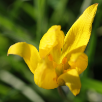 tulipa_sylvestris_australis2md (Tulipa sylvestris ssp. australis)