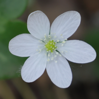 anemone_hepatica5md (Anemone hepatica)