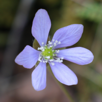 anemone_hepatica7md (Anemone hepatica)