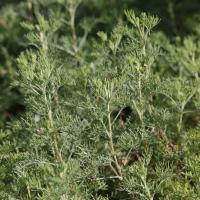 artemisia_abrotanum2md