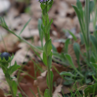 globularia_bisnagarica4md