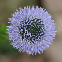 globularia_bisnagarica5md