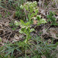 Helleborus foetidus (Hellébore fétide)