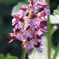 orchis_purpurea7md