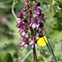 orchis_purpurea8md