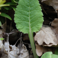 primula_veris5md