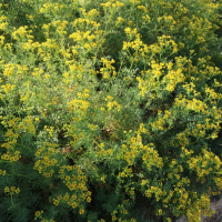 Ruta chalepensis (Rue de Chalep, Rue à bractées)