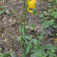 tulipa_sylvestris_australis3md