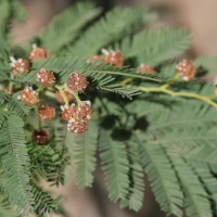 acacia_dealbata6md (Acacia dealbata)