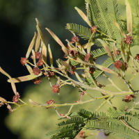 acacia_dealbata7md (Acacia dealbata)