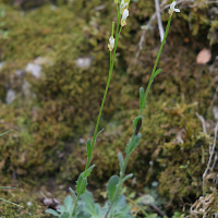 Arabis collina (Arabette des collines, Arabette des murailles)