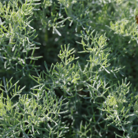 Artemisia pontica (Armoise romaine, Petite absinthe, Armoise pontique)