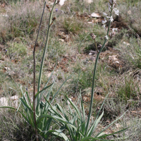 Asphodelus macrocarpus ssp macrocarpus (Asphodèle à gros fruits, Asphodèle de Villars)