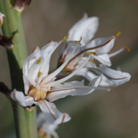 asphodelus_macrocarpus_macrocarpus3md