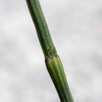 equisetum_x_meridionale2md (Equisetum x meridionale)