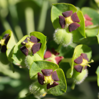 euphorbia_characias2bmd (Euphorbia characias)