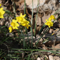 Narcissus assoanus (Narcisse d'Asso, Narcisse à feuilles de jonc, Narcisse de Requien)