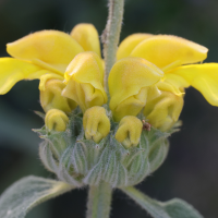 phlomis_fruticosa3md