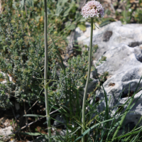 Valeriana tuberosa (Valériane tubéreuse)