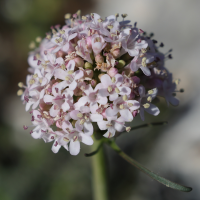 valeriana_tuberosa2md