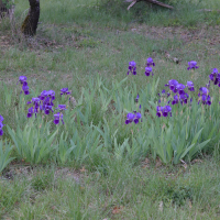 Iris x germanica (Iris bleu d'Allemagne, Iris d'Allemagne)