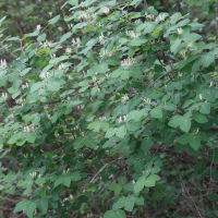 Lonicera xylosteum (Camerisier à balais)