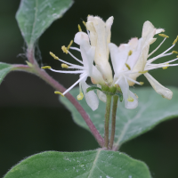 lonicera_xylosteum3md