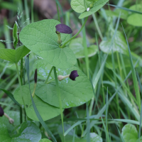 Aristolochia rotunda (Aristoloche)